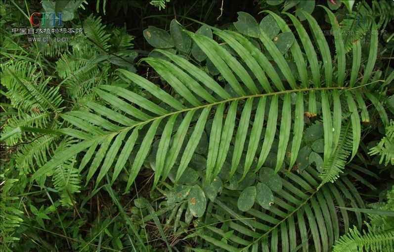  p>乌毛蕨(学名:blechnum orientale)是乌毛蕨属的一种植物,生长于