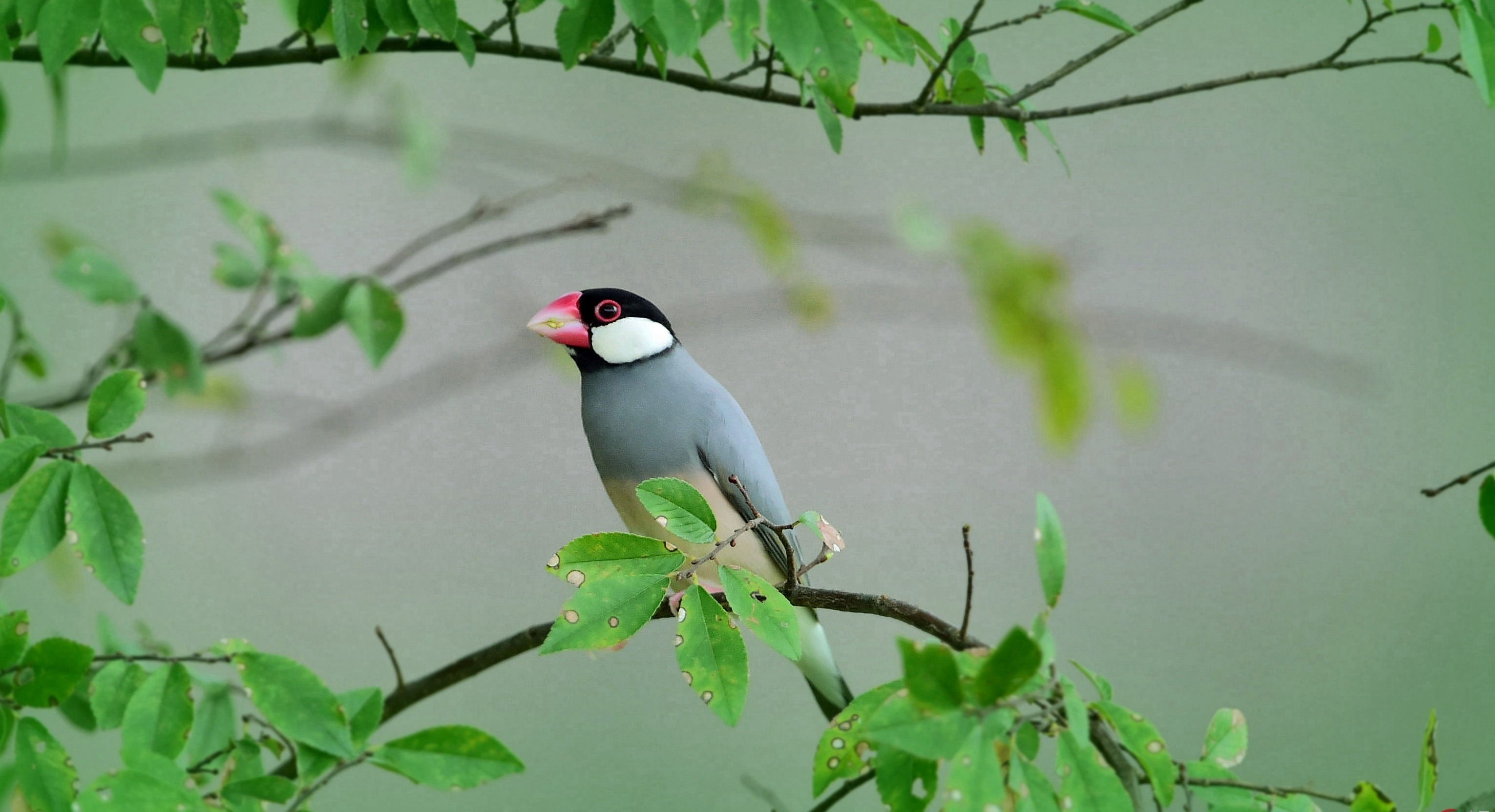  p>爪哇禾雀(学名:j i>padda oryzivora /i>),又名禾雀,文鸟,灰芙蓉