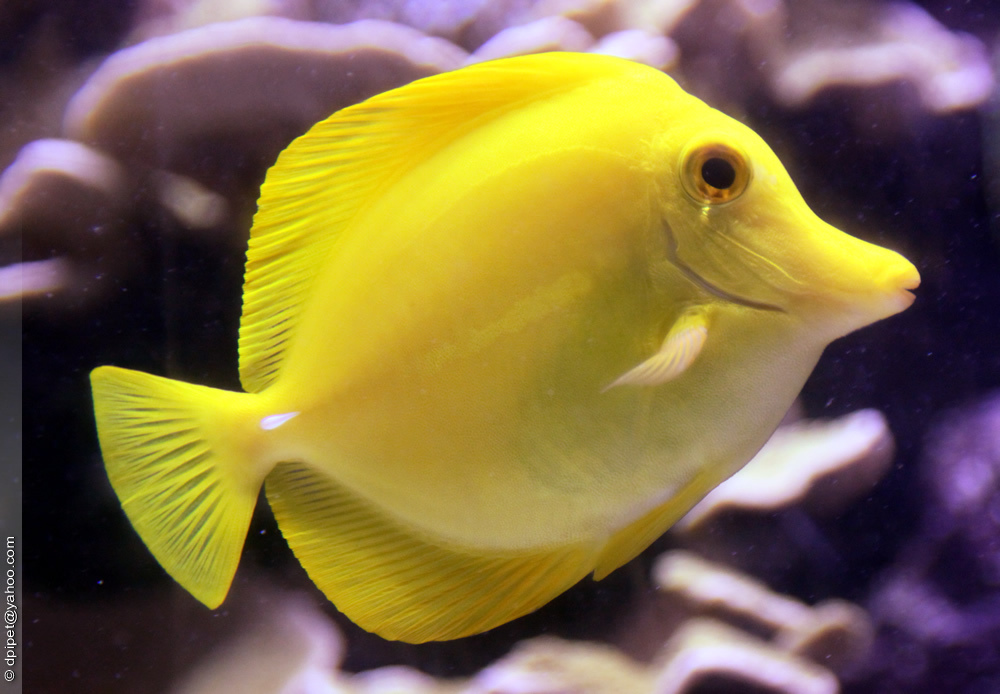  p>黄高鳍刺尾鱼(学名: i>zebrasoma flavescens 