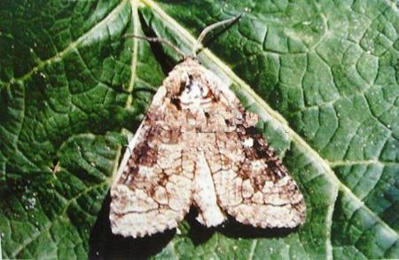  p> a href="#">榆木蠹蛾 /a>, i>holcocerus vicarius /i> walker