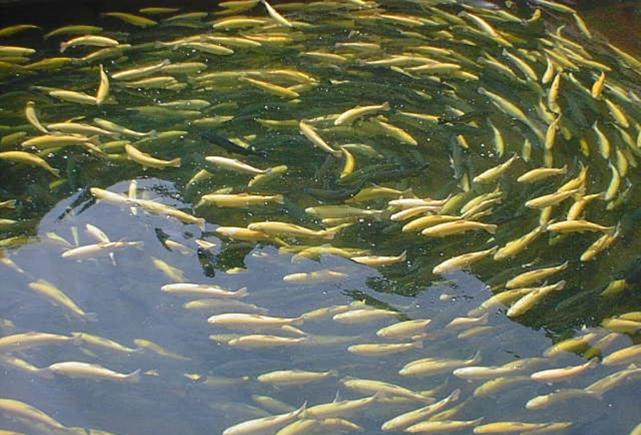  p> a href="#"> /a> /p> p>泉水鱼, i>semilabeo prochilus  /i>