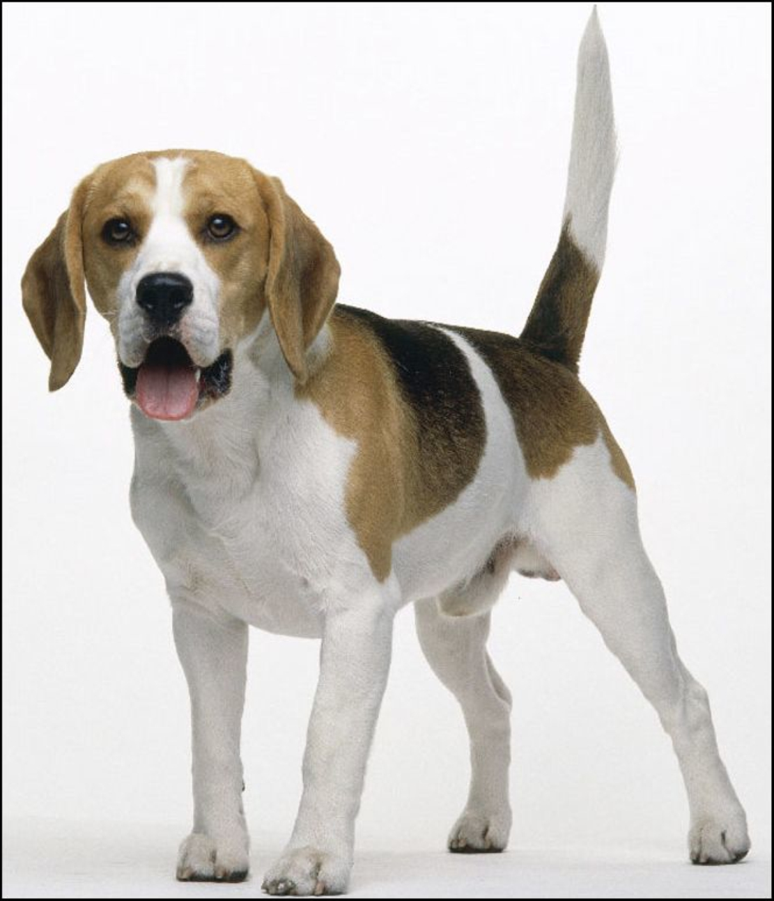 小猎兔犬