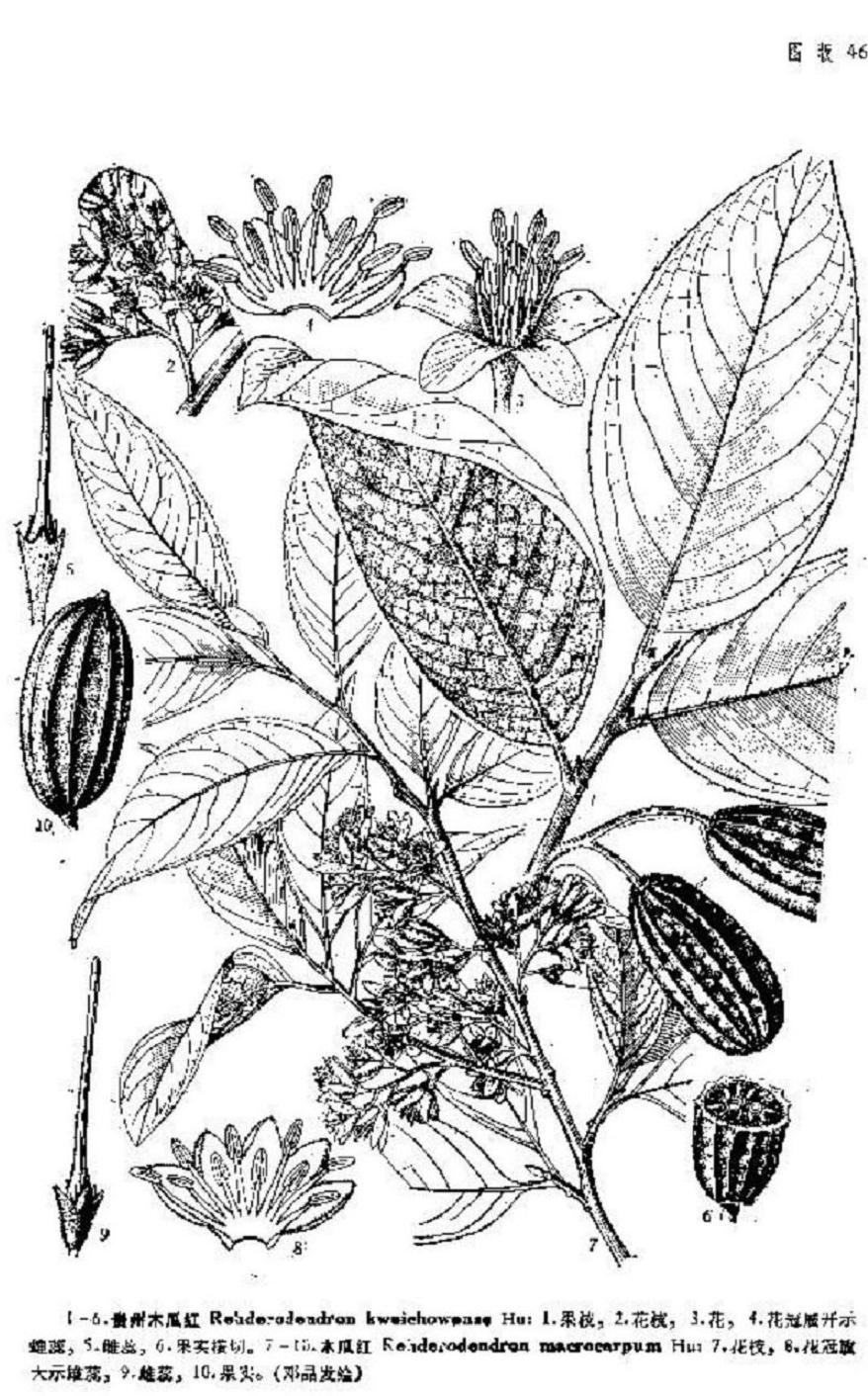  p>木瓜红属(rehderodendron )是 a target="_blank" href="/item