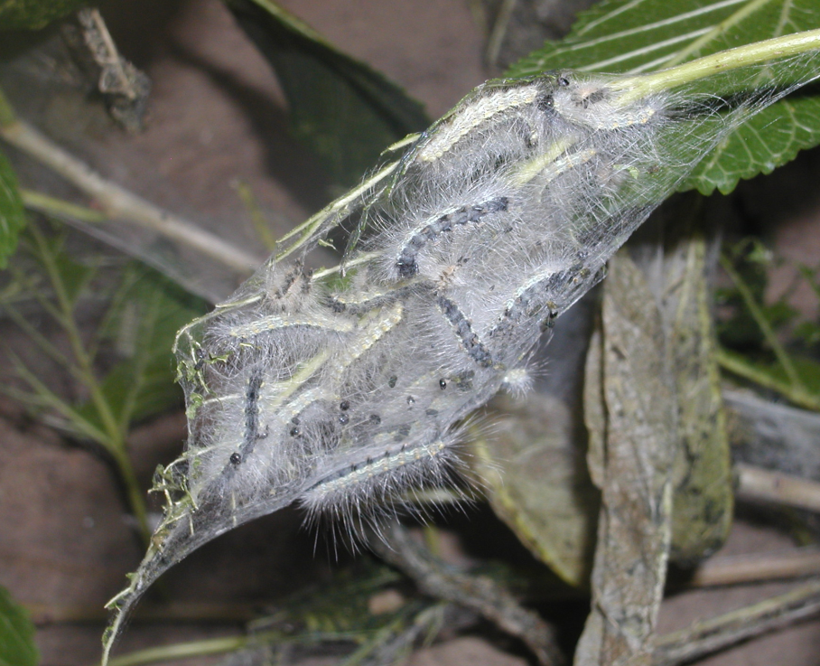  p>美国白蛾(学名: i>hyphantria cunea /i>)是灯蛾科,白蛾属蛾类,为