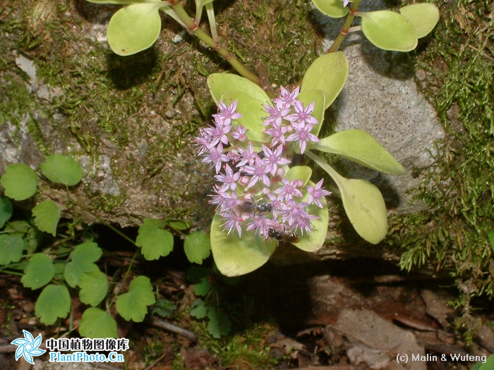  p>一年生或二年生草本,全株无毛.生于海拔800-2000米的山坡林下.