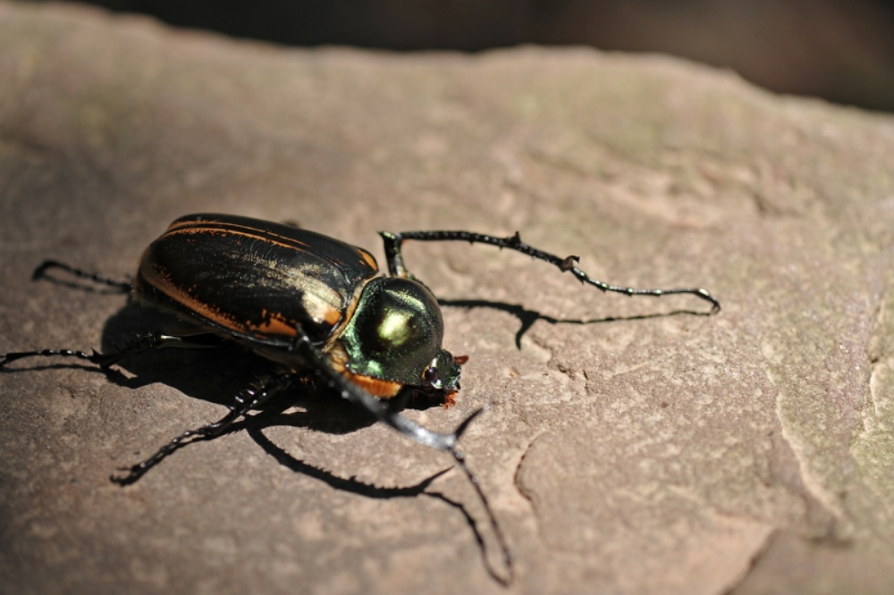  p>彩臂金龟cheirotonus spp是属于鞘翅目coleoptera臂金龟科euchiri