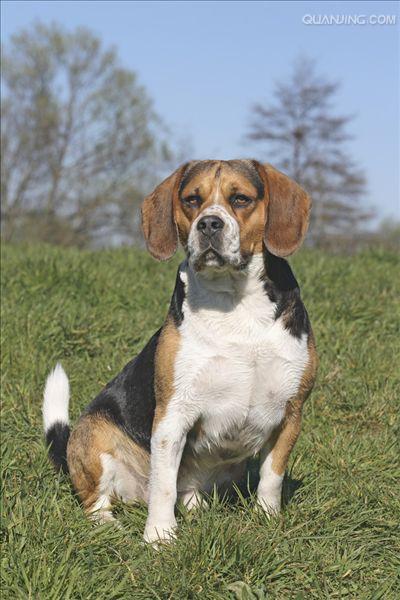  p>米格鲁猎兔犬又称为"比格犬",是世界名犬犬种之一,在分类上属于