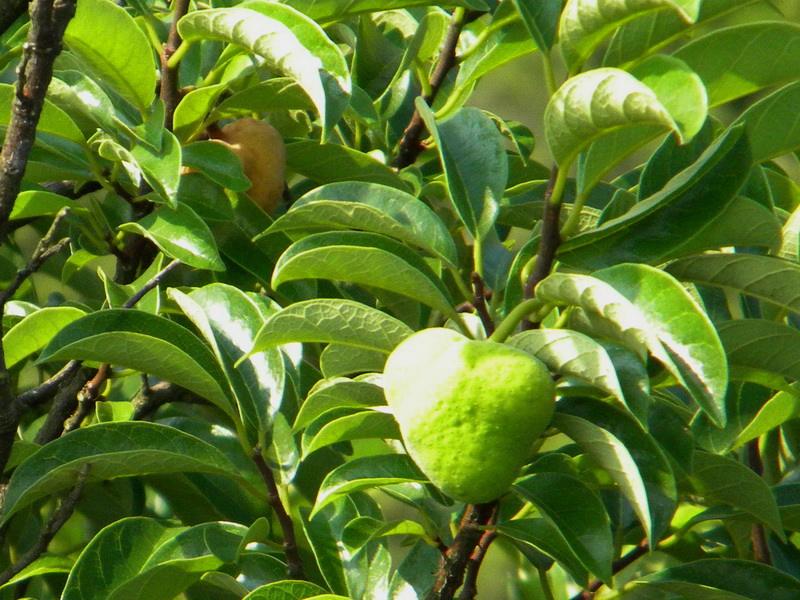  p>白桂木(学名: i>artocarpus hypargyreus  /i>hance)是桑科波罗蜜