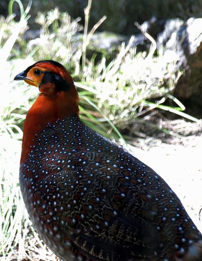 tragopan blythii