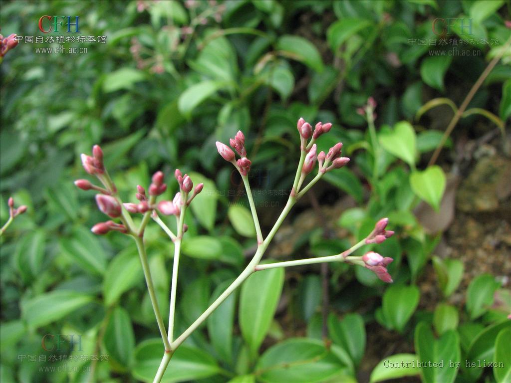 科杜仲属/6741231" data-lemmaid="6741231">杜仲科杜仲属 /a>植物