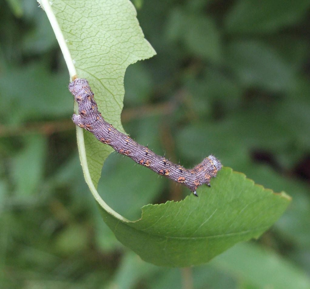  p>槐尺蠖, i>semiothisa cinerearia /i> (bremer &amp; grey)