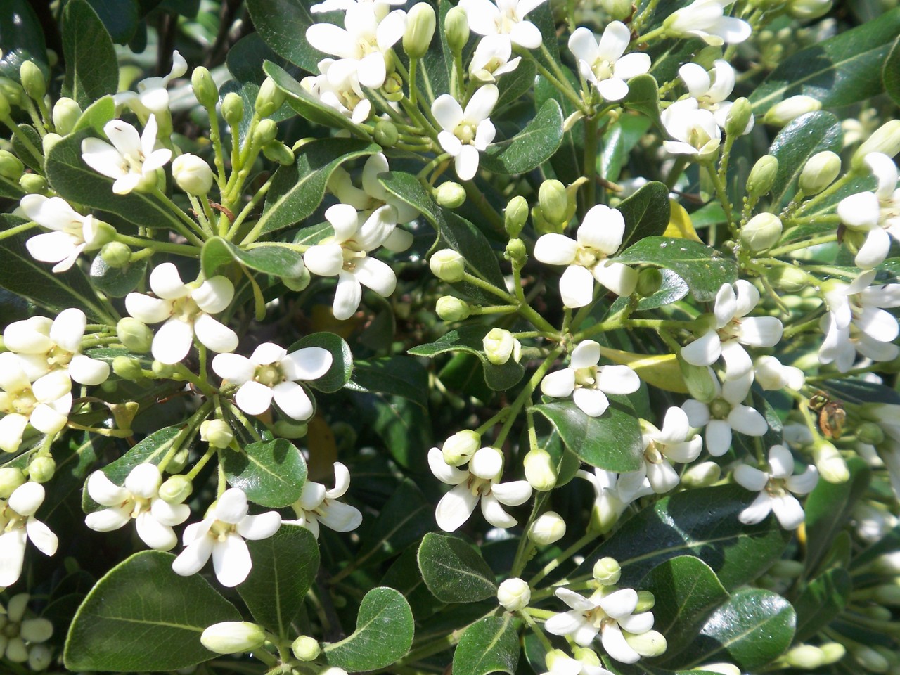  p>海桐(学名: i>pittosporum tobira /i>) ,是 a target="_blank"