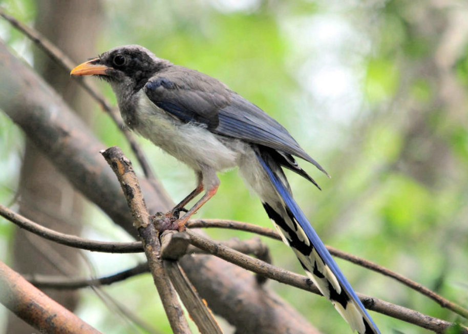  p>黄嘴蓝鹊(学名: i>urocissa flavirostris /i>)是鸦科,蓝鹊属的