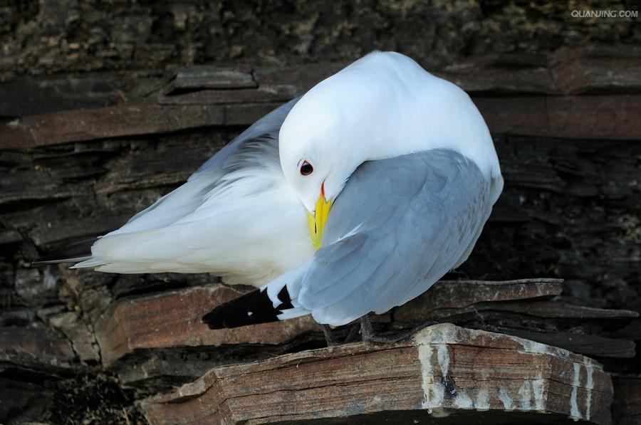  p>三趾鸥(学名: i>rissa tridactyla /i>),中型水鸟,体长38~47厘米.