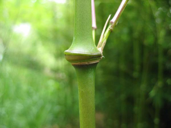 pseudosasa longiligula