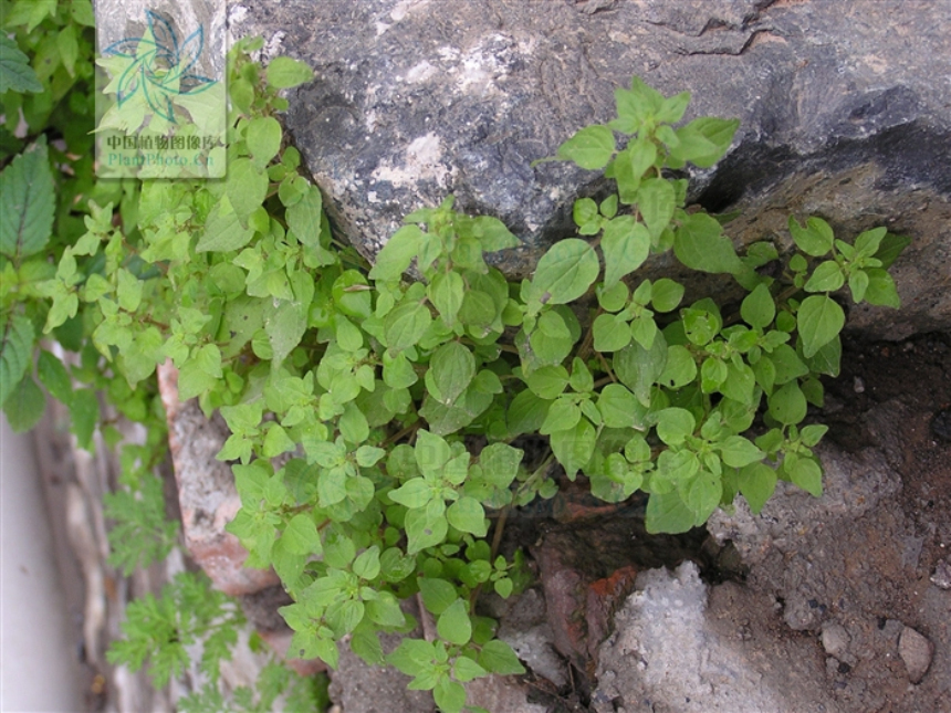  p>墙草属(学名:parietaria l.)是荨麻科下的一个属,草本,稀亚灌木.