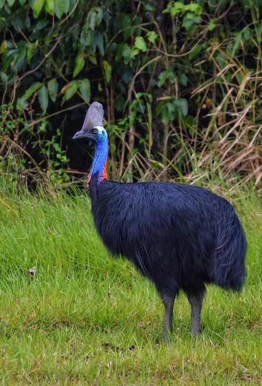 casuarius casuarius