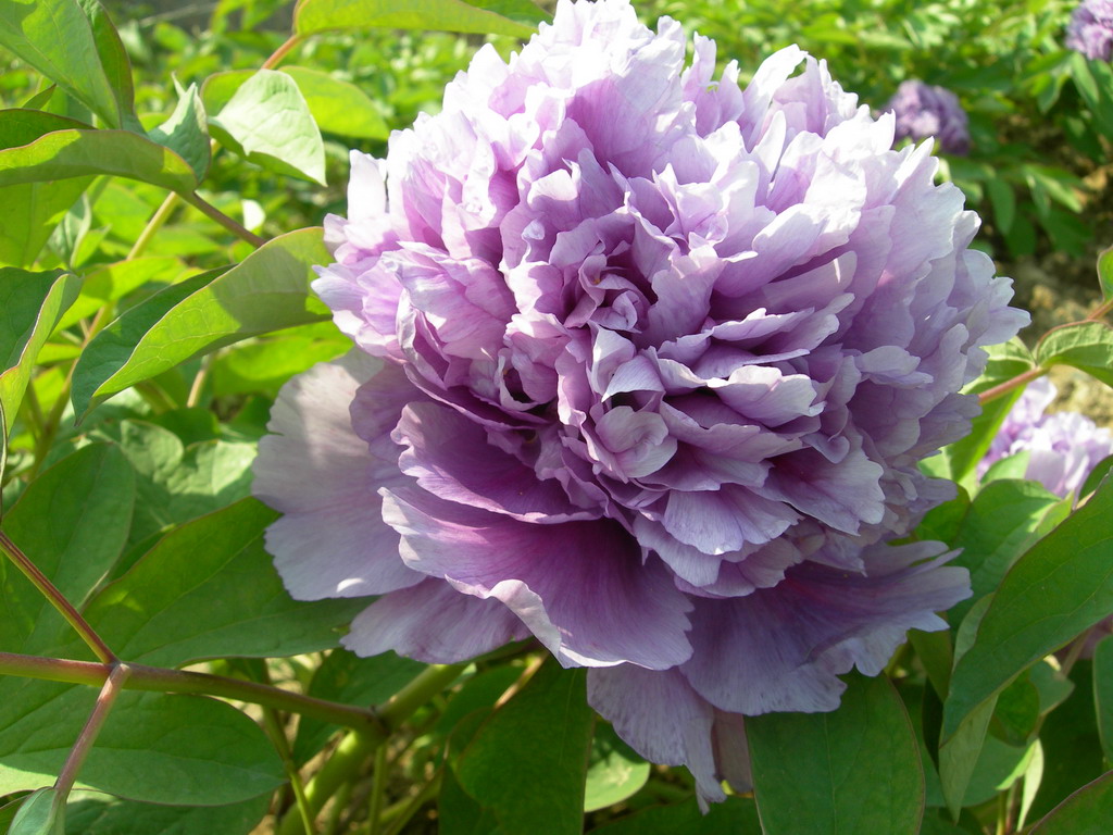 "gn39i5fmb0">紫玉散金是 a target="_blank" href="/item/牡丹/6080"