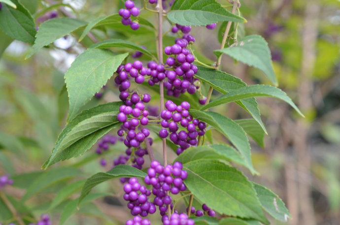  p>白背紫珠(学名:callicarpa poilanei)为马鞭草科紫珠属的植物.