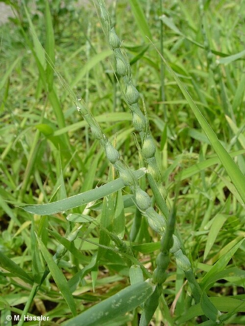  p> a target="_blank" href="/item/卵穗山羊草/7740149" data-lemma