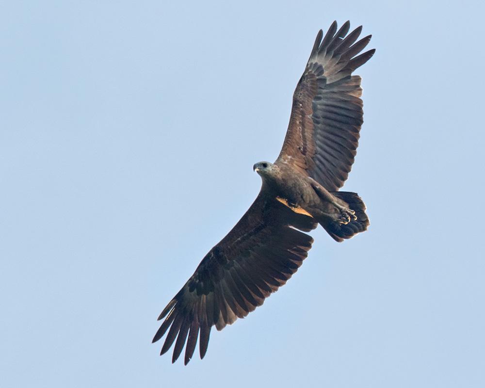 所罗门群岛海雕