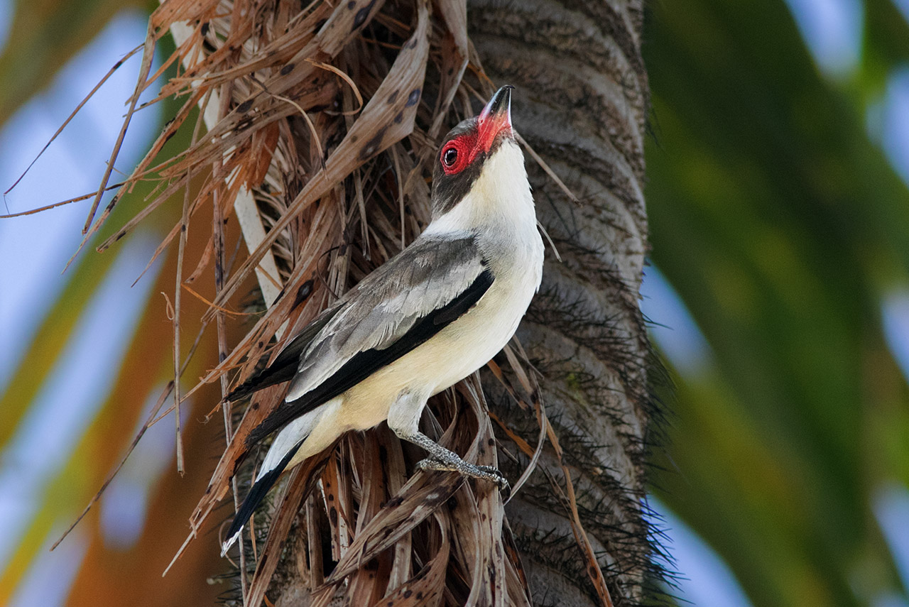 花脸雀马拉若岛亚种