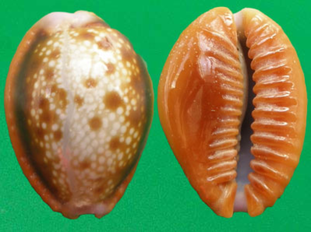  p>银光红花宝螺(学名:erosaria helvola argella)