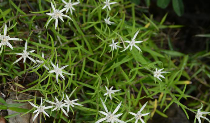  p>艾叶火绒草( a target="_blank" href="/item/学名/8074290" data