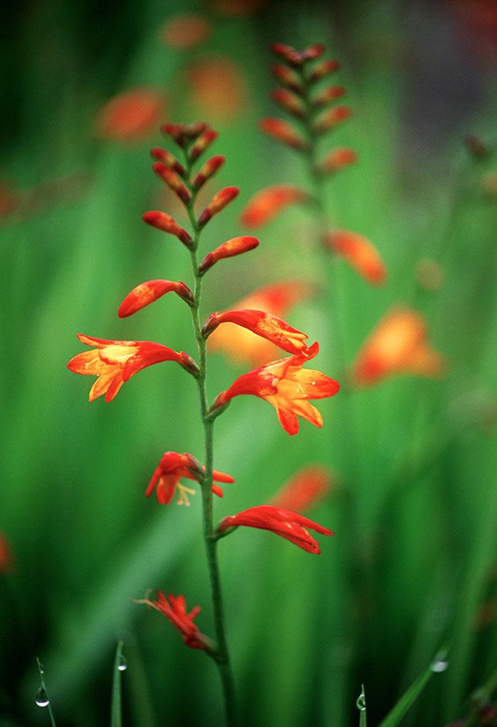  p>火焰兰属(学名: b>renanthera /b> lour.