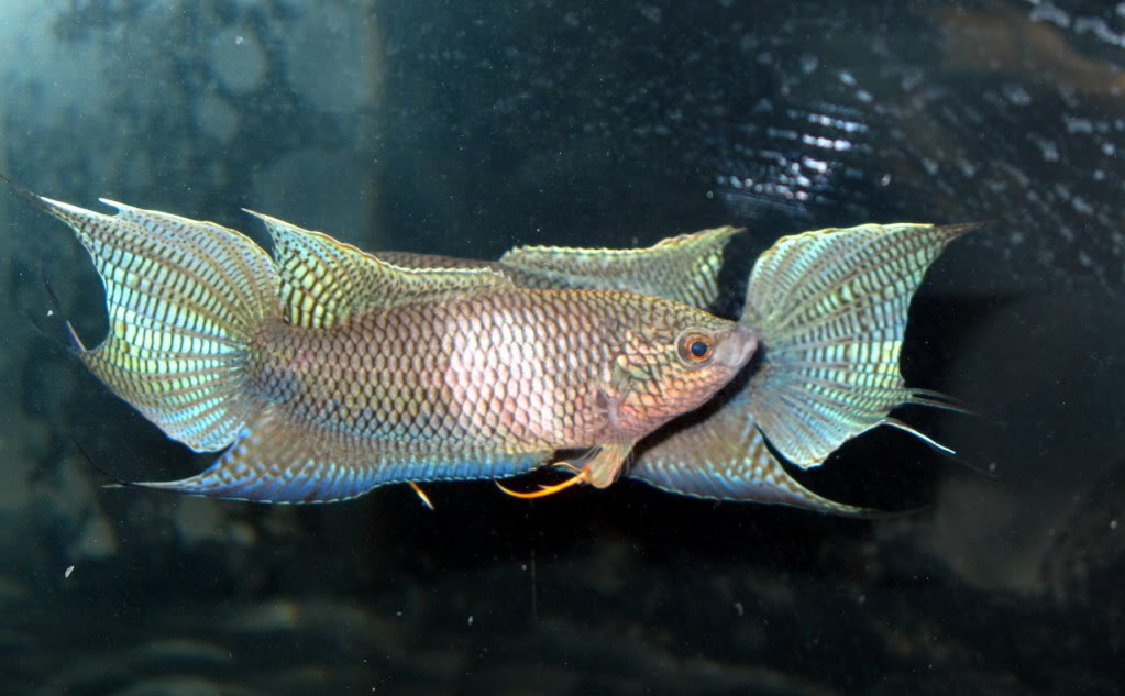  p>白兔鱼,即叉尾斗鱼(又名中国斗鱼,学名macropodus opercularis)的