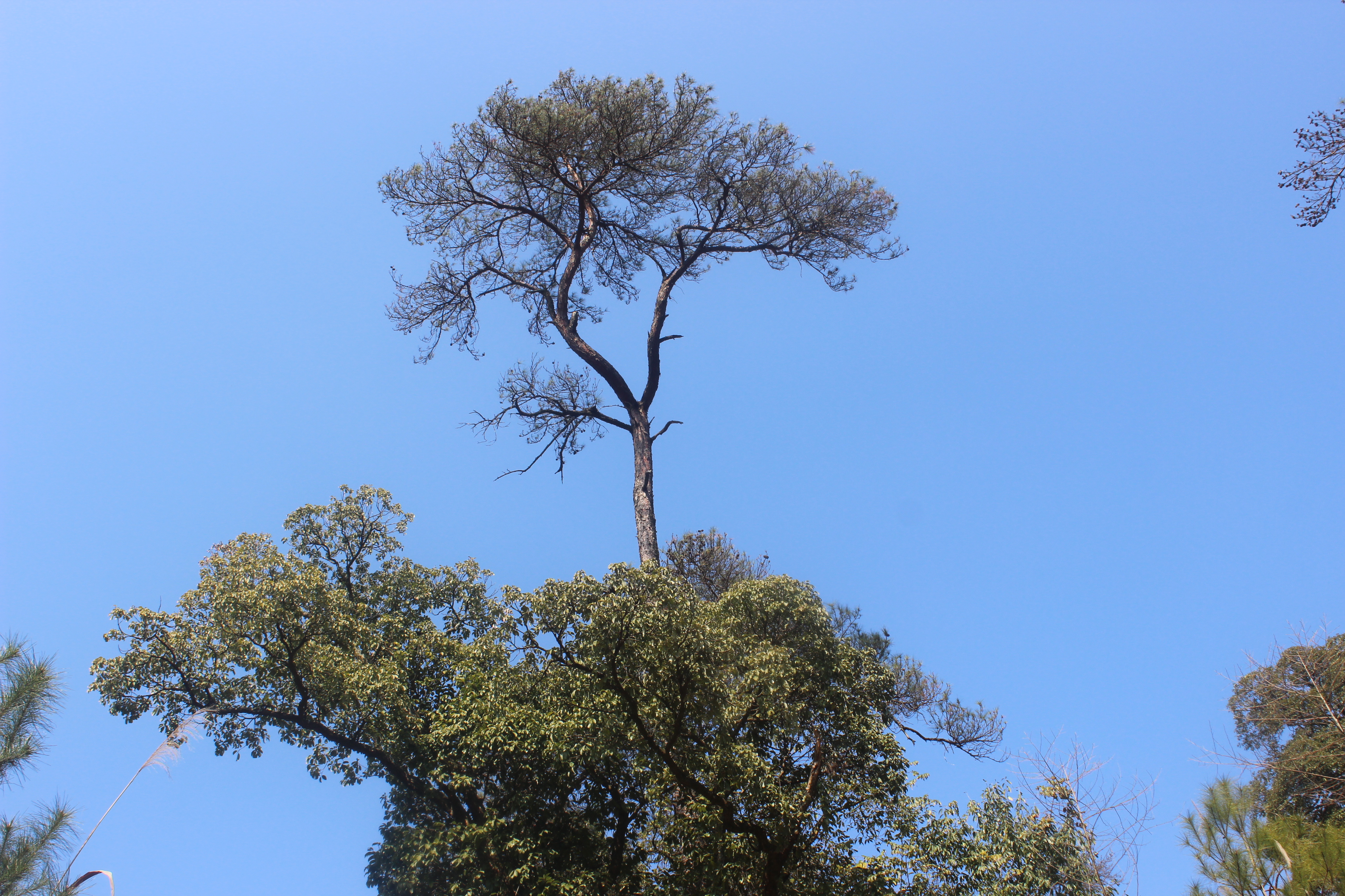  p>鱼山坞地处江西省鄱阳县枧田街乡.物产丰富,景色优美!