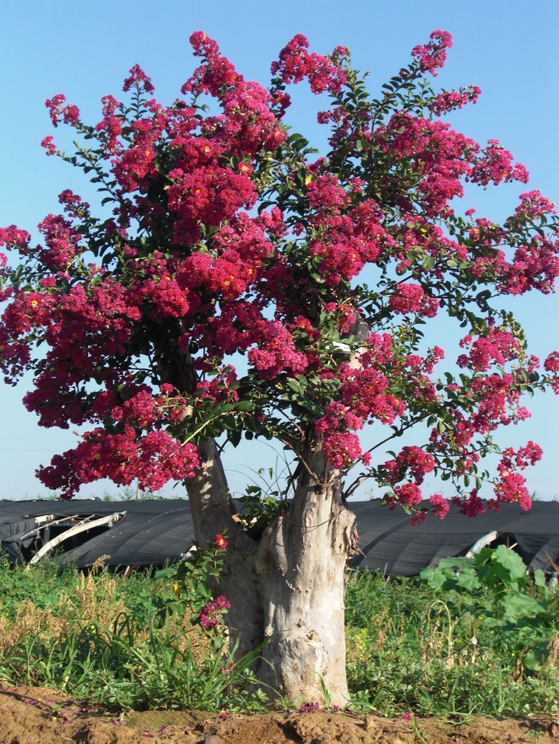  p data-id="gnwjoicjjx">紫薇古桩可以制作大型桩景,是盆景爱好者和