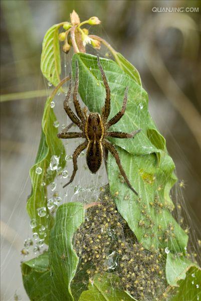  p>捕鱼蛛(dolomedes)属于盗蛛科,又称食鱼蜘蛛,狡蛛,跑蛛等.