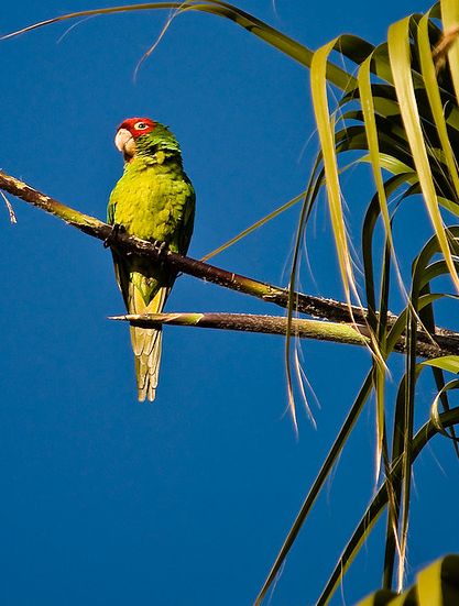 p>红面具锥尾鹦鹉(学名:aratinga erythrogenys)是典型的 a href="#"