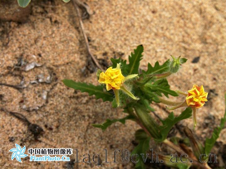 oenothera oakesiana (a. gray) robbins ex walson et coulter