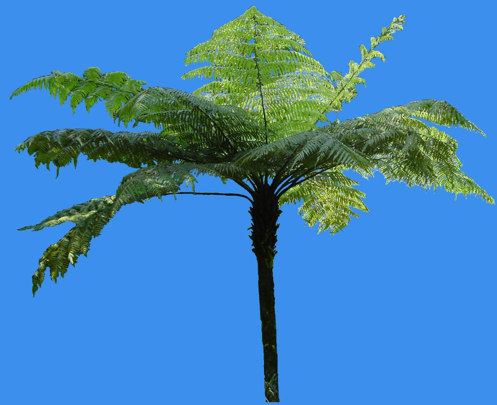 alsophila spinulosa (wall. ex hook.) r. m. tryon