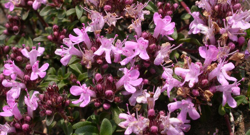 thymus quinquecostatus var. asiaticus