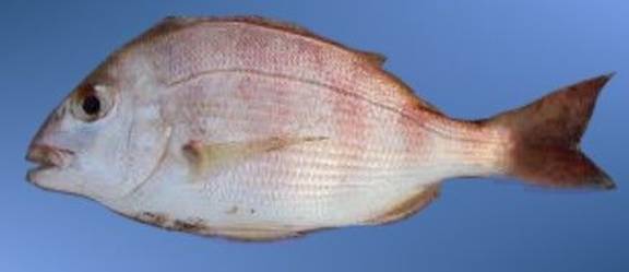  p>二长棘鲷,分布于北太平洋西部.我国产于南海和东海南部.