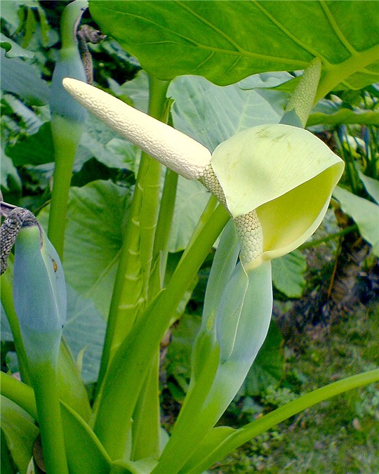 海芋(海芋恋歌词完整版)