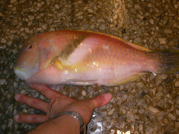  p>洛神颈鳍鱼, i>iniistius dea  /i>(temminck et schlegel, 1845)