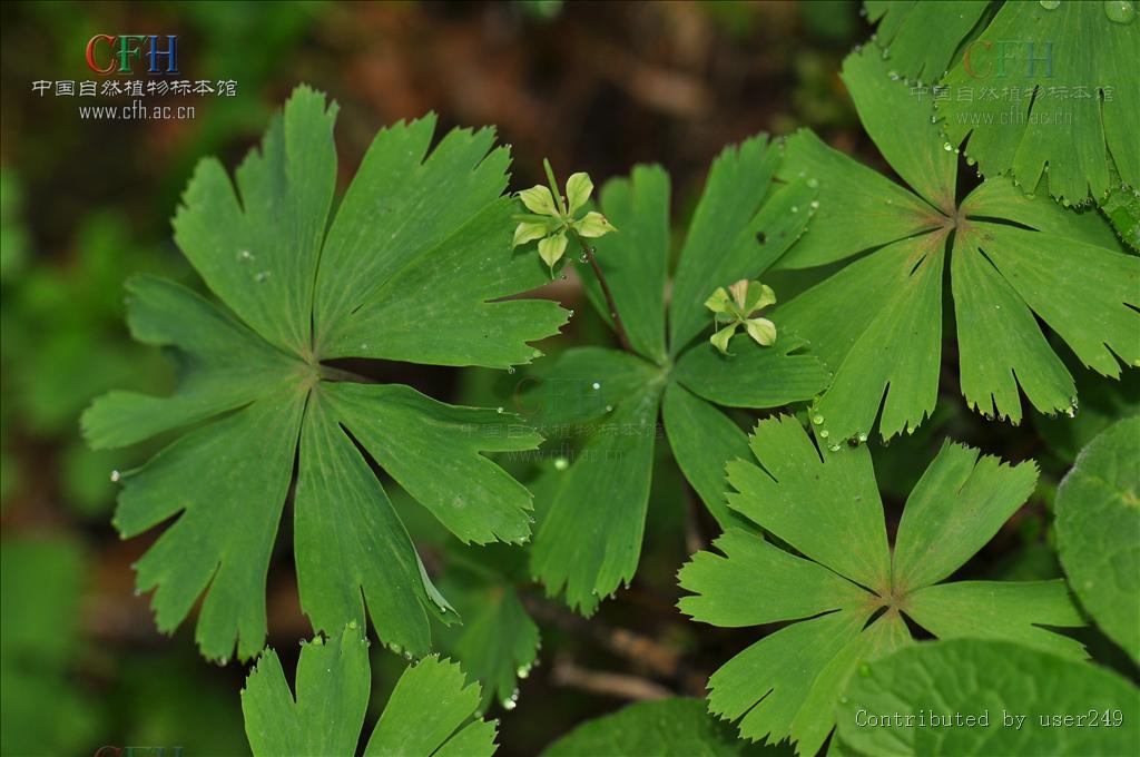  p>独叶草(学名: i>kingdonia uniflora /i> balf.f. et w. w.