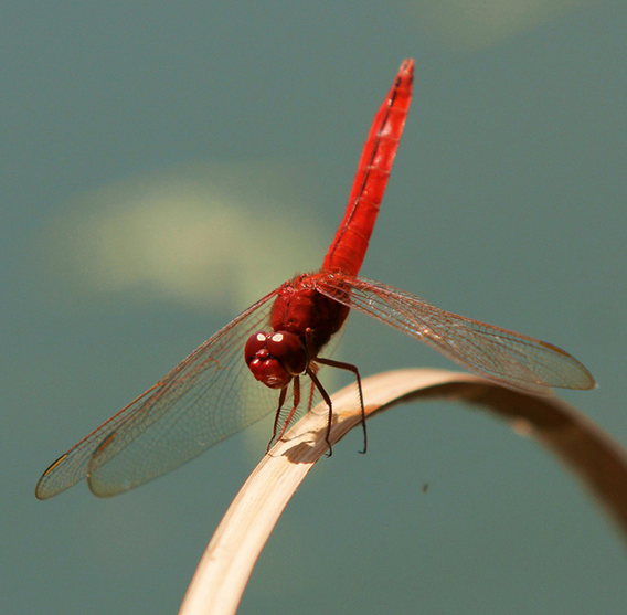 猩红蜻蜓