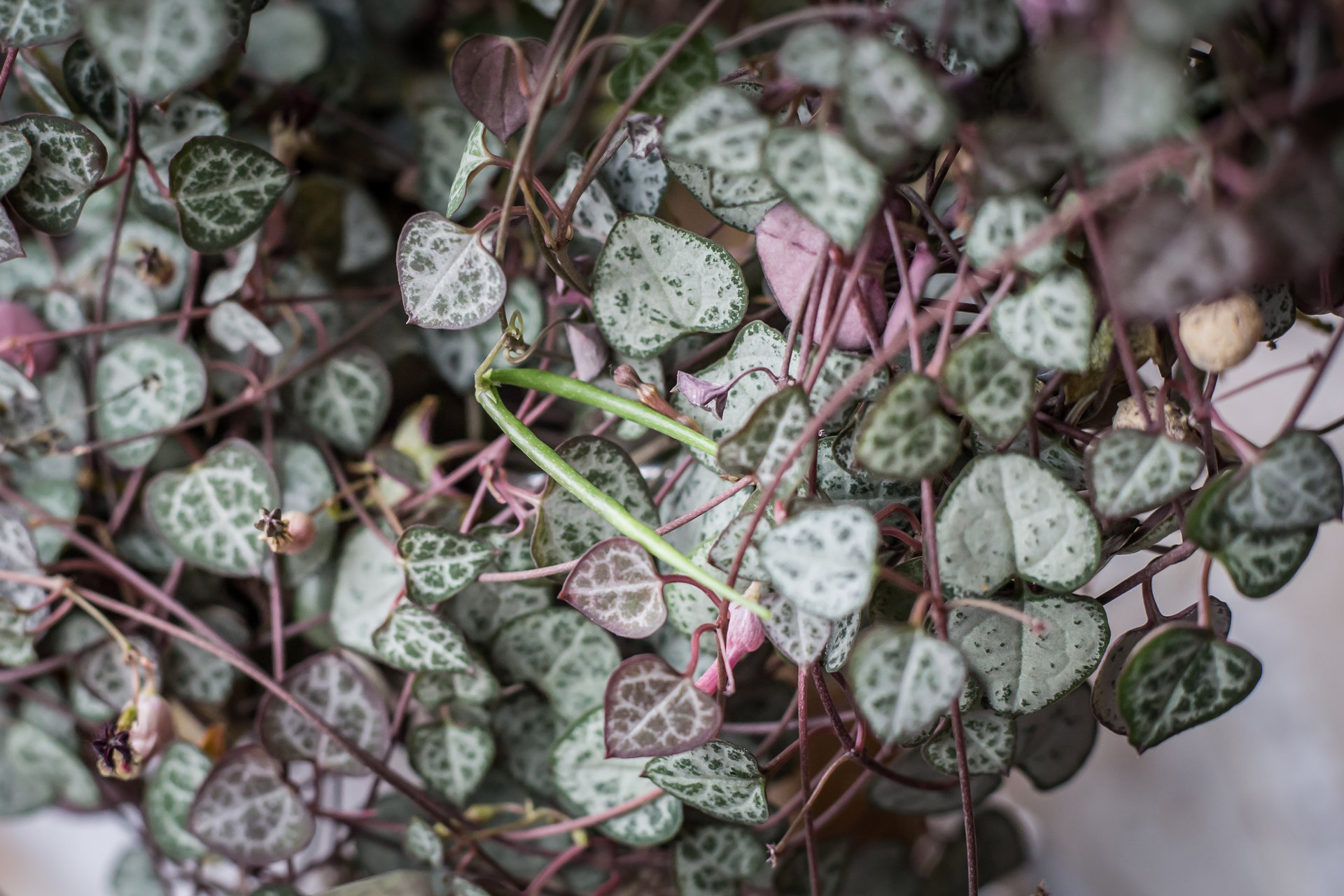  p>爱之蔓(学名: i>ceropegia collaricorona /i> ssp.