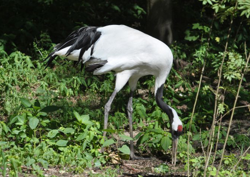  p>丹顶鹤(学名: i>grus japonensis /i>):是 a target="_blank" href