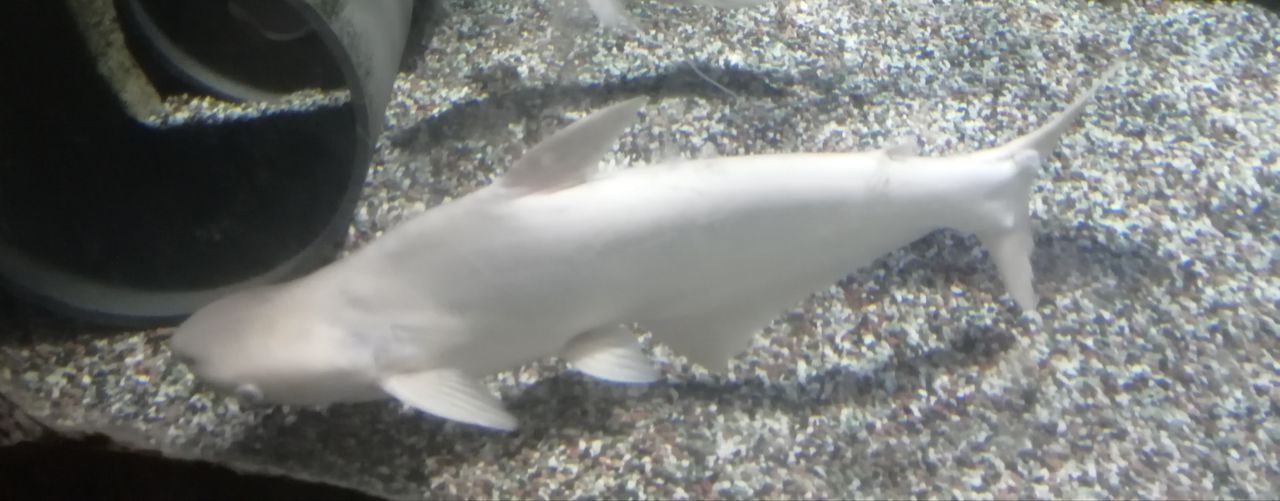  p>淡水白鲨,俗名:珍珠鱼, a href="#" data-lemmaid="168507">水晶