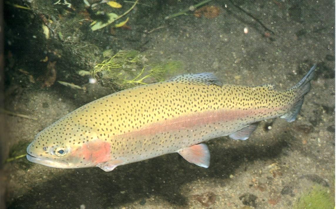  p>西太公鱼(学名:hypomesus nipponensis)为 a href="#" data-lemma