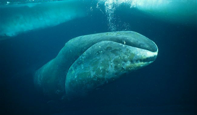弓头鲸