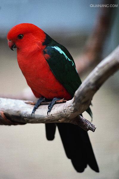  p>澳洲国王鹦鹉(学名: i>alisterus scapularis /i>)是 a href="#">