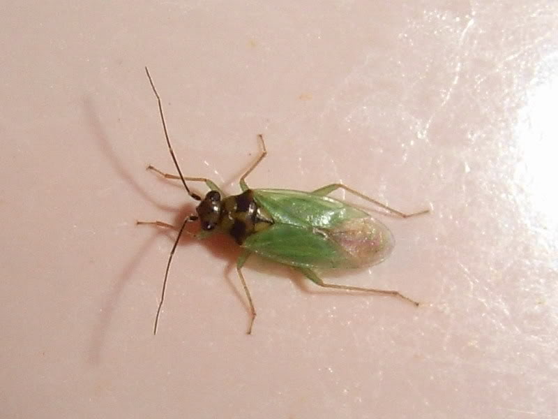 黑肩绿盲蝽