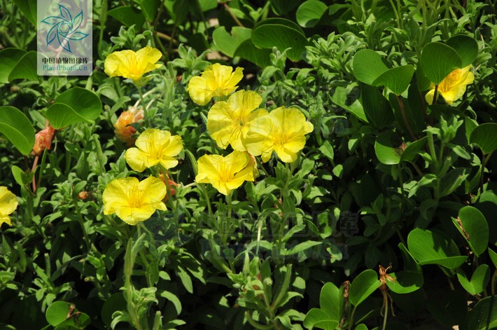  p>海边月见草(学名:oenothera drummondii hook.